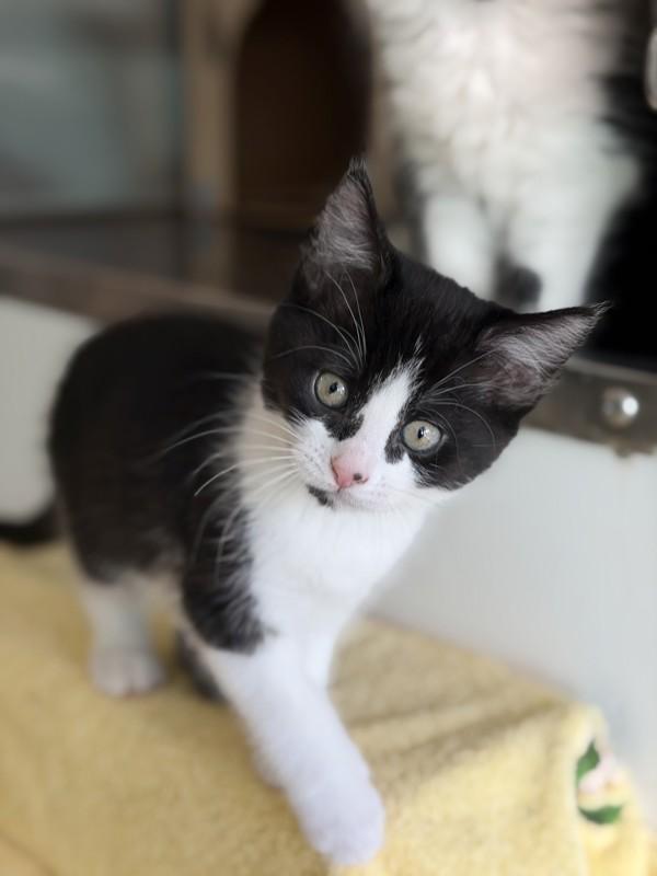 Panda, Adoptable, Kitten Female Domestic Short Hair.