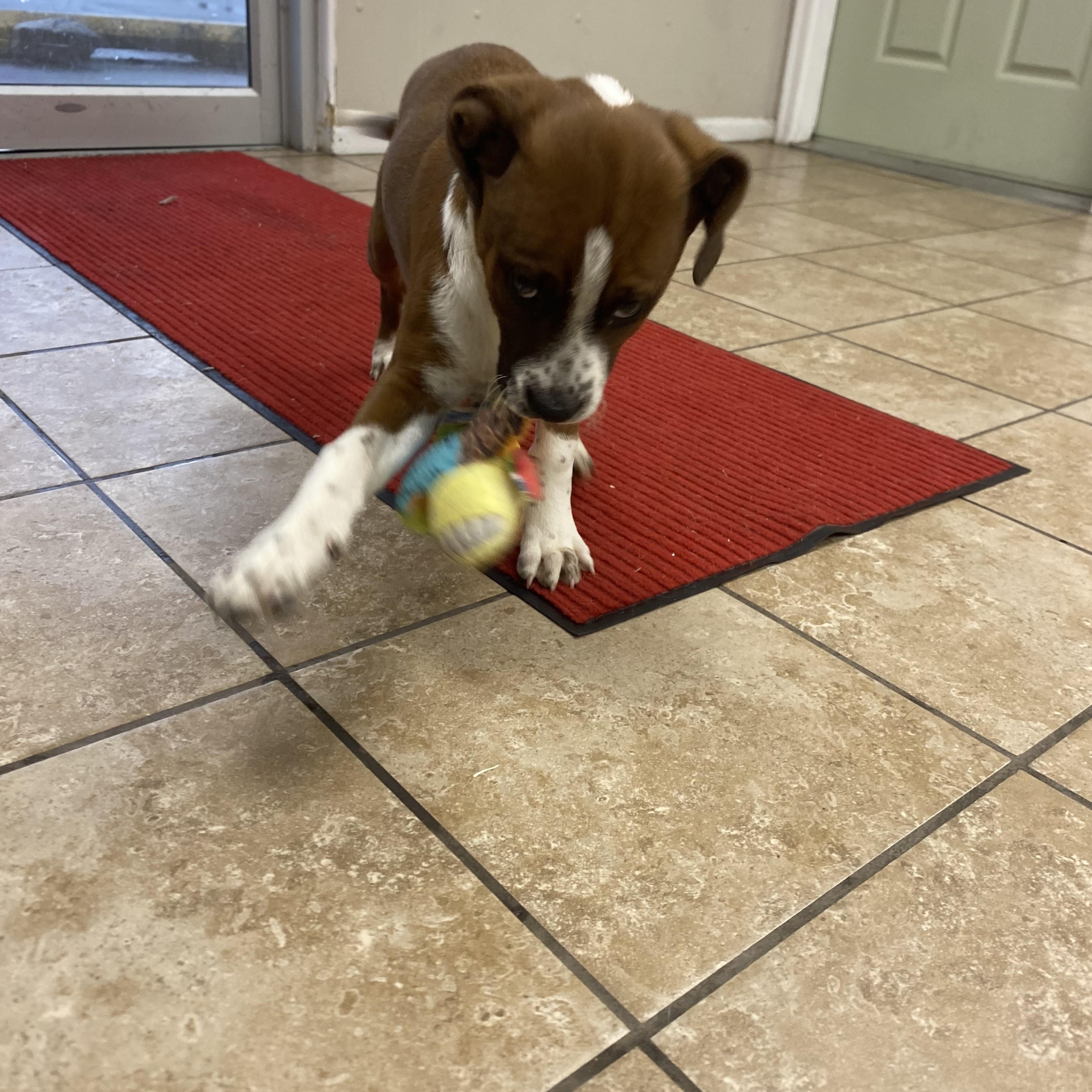 Enlarge Nugget, a ADOPTABLE mixed breed in Farmington, MO image 3/3
