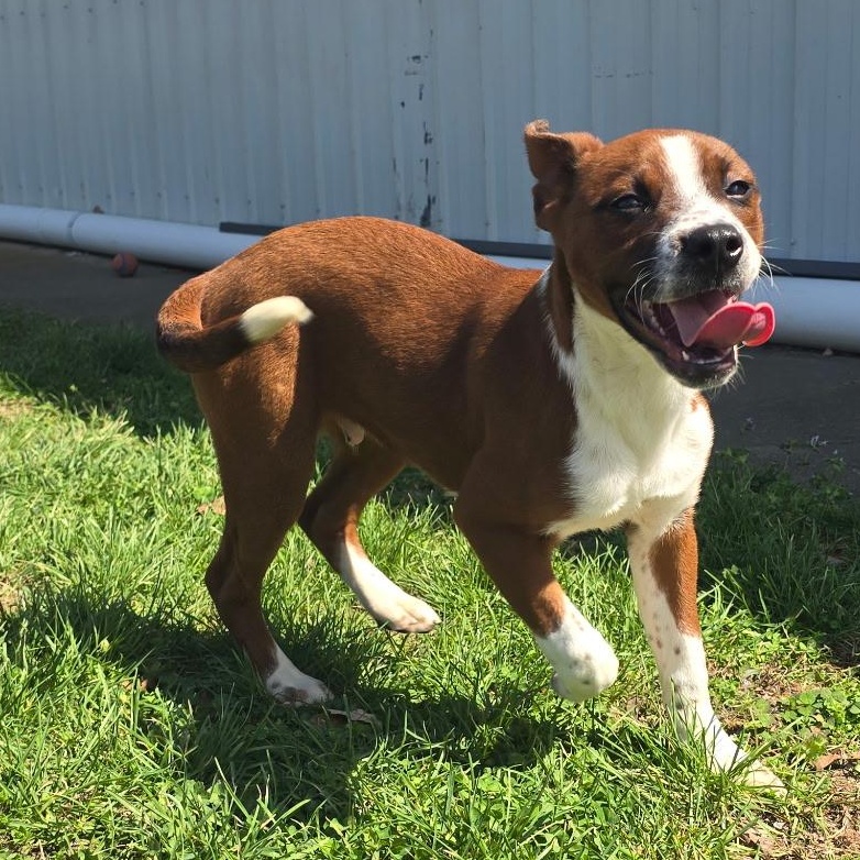 Nugget, ADOPTABLE, Young Male Pit Bull Terrier & Boxer.