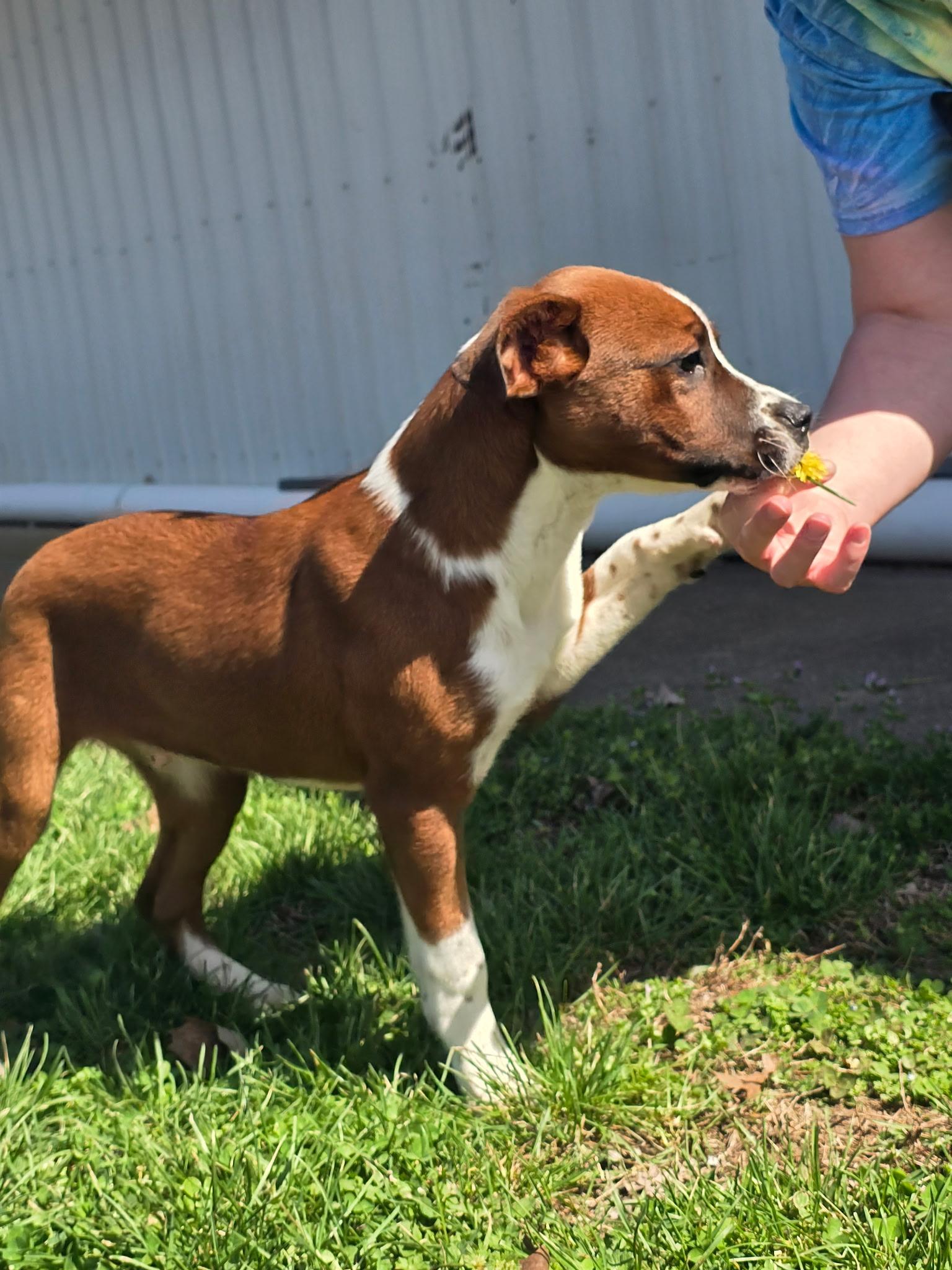 Enlarge Nugget, a ADOPTABLE mixed breed in Farmington, MO image 2/4