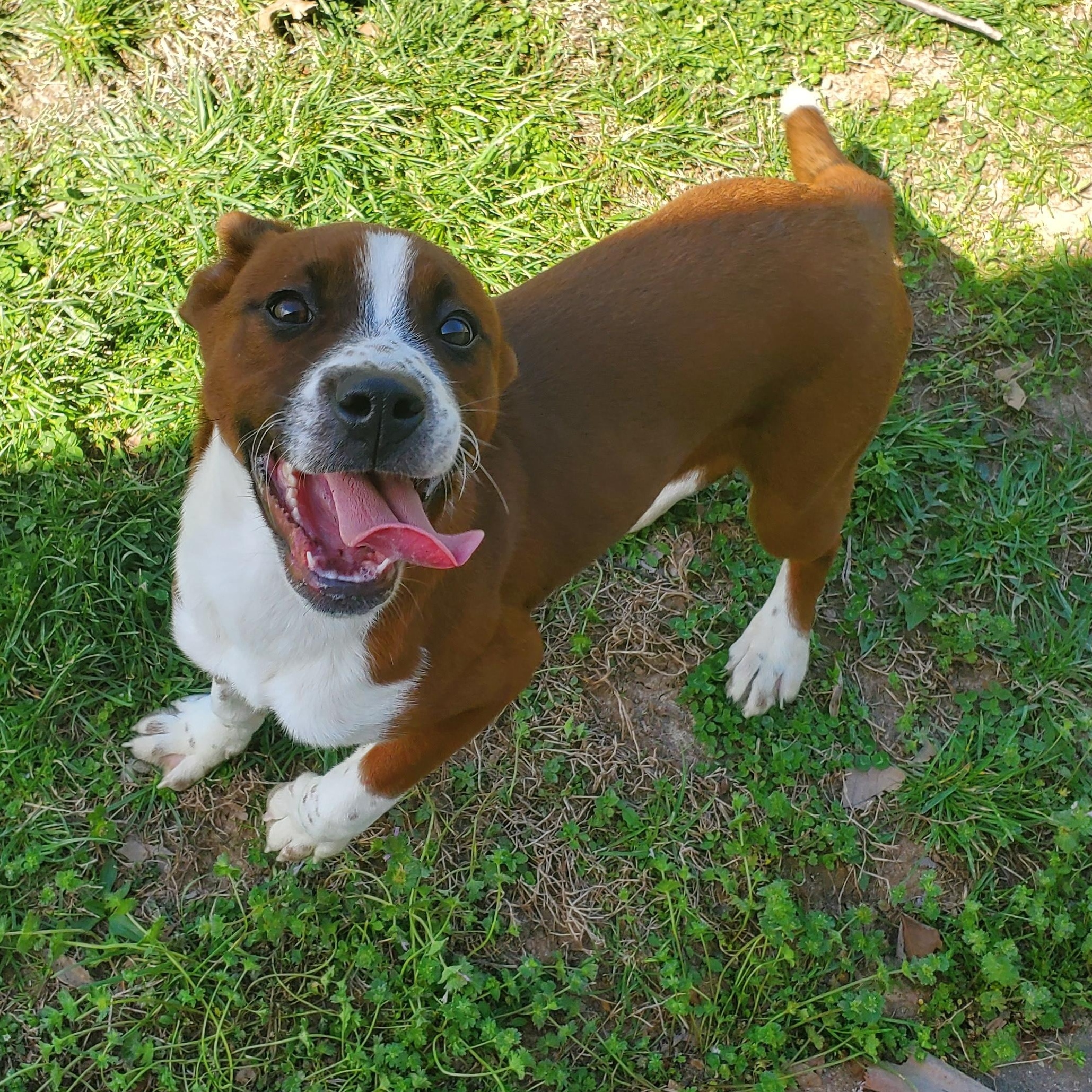Enlarge Nugget, a ADOPTABLE mixed breed in Farmington, MO image 4/4