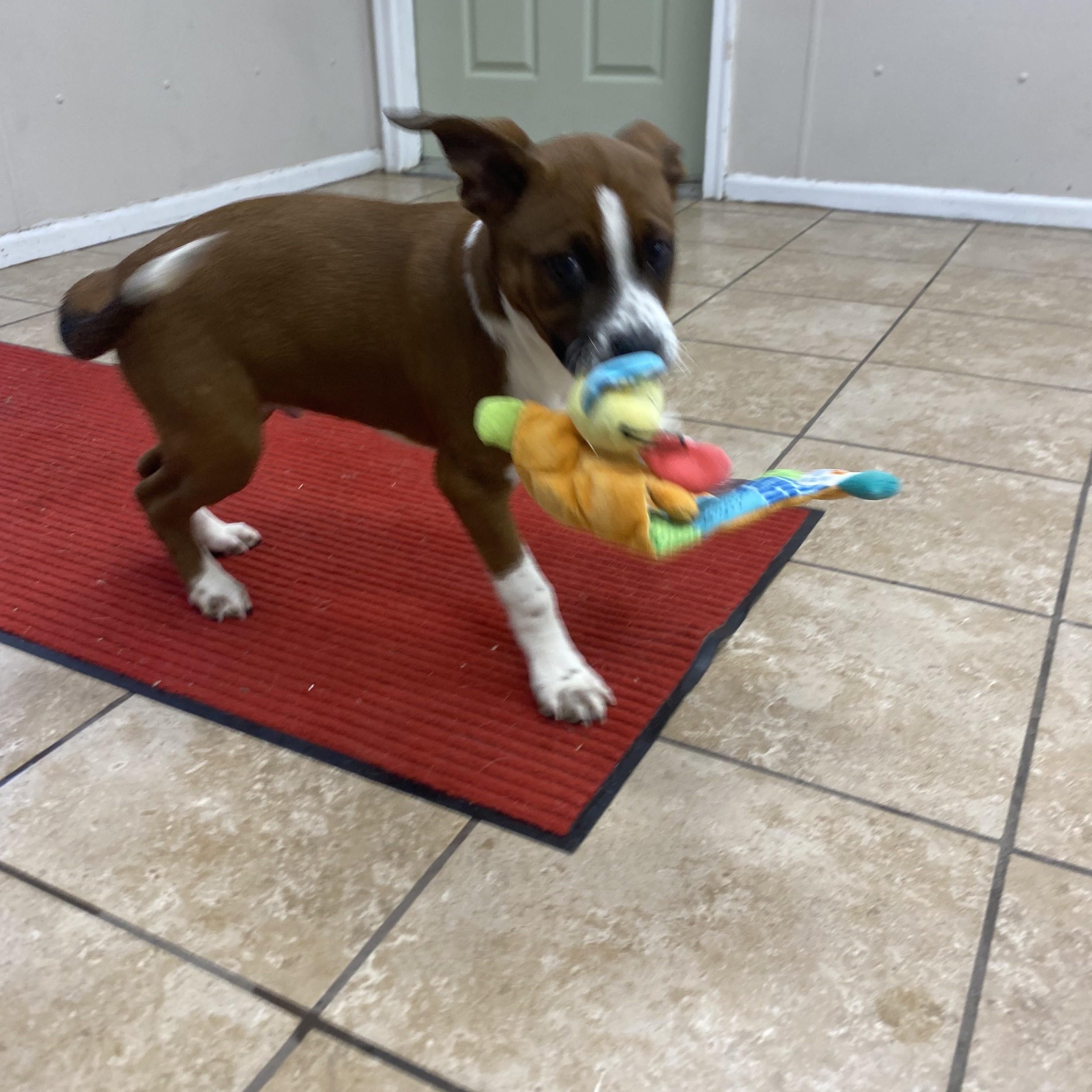 Nugget, ADOPTABLE, Young Male Pit Bull Terrier & Boxer.