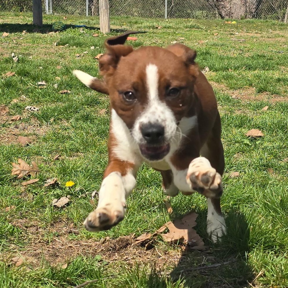 Enlarge Nugget, a ADOPTABLE mixed breed in Farmington, MO image 3/4