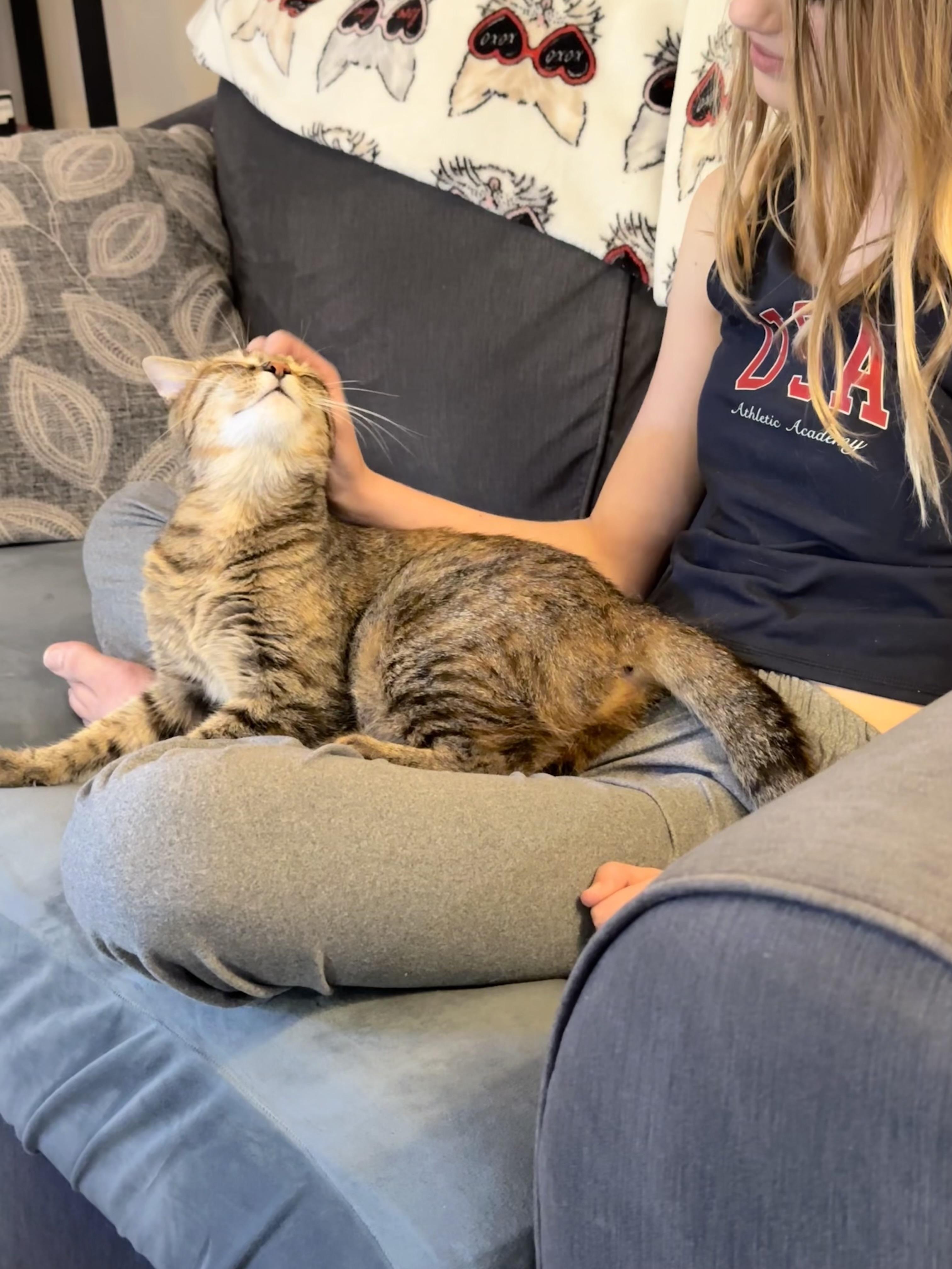 Wren (great as only cat)