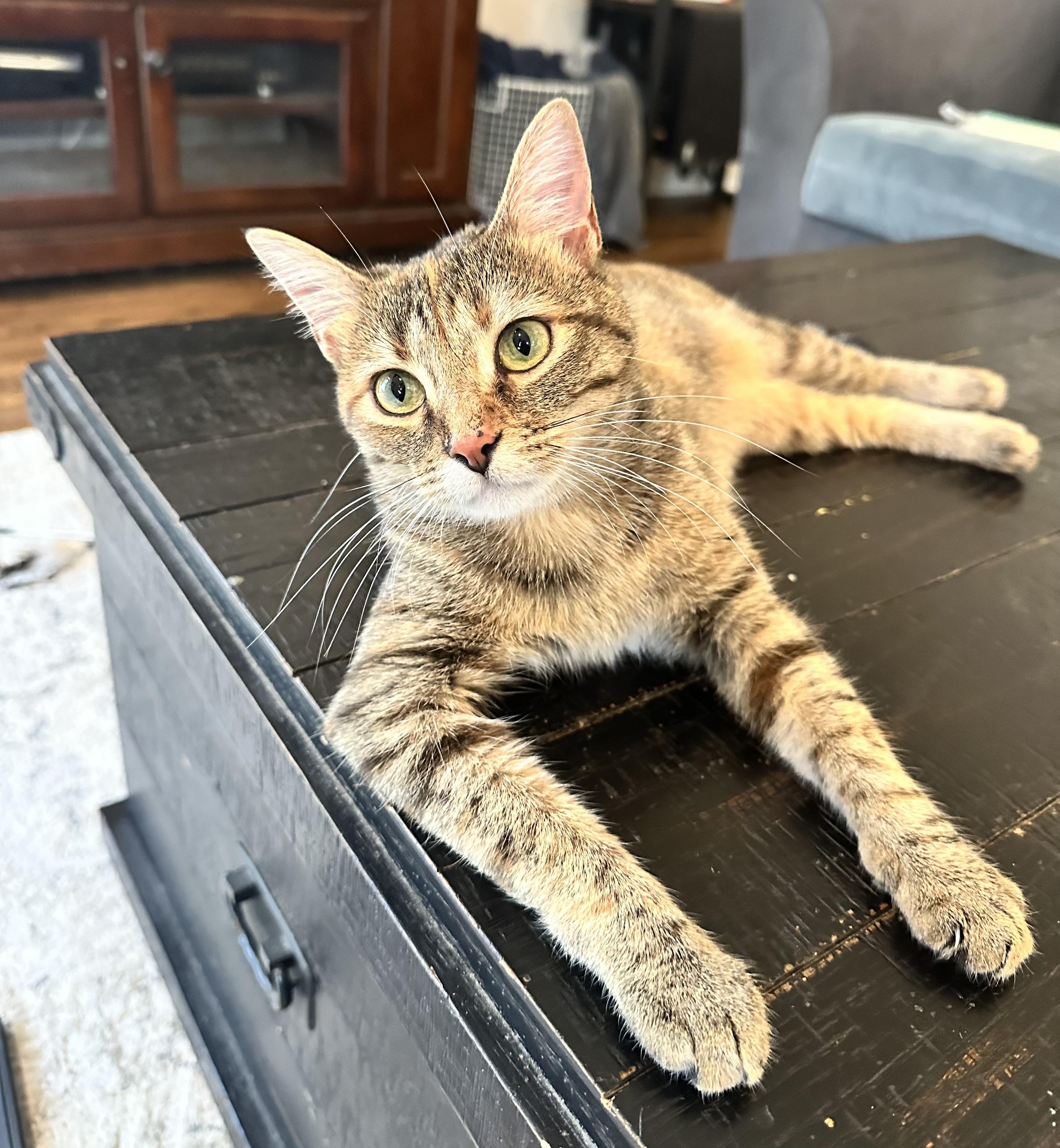 Wren (great as only cat)