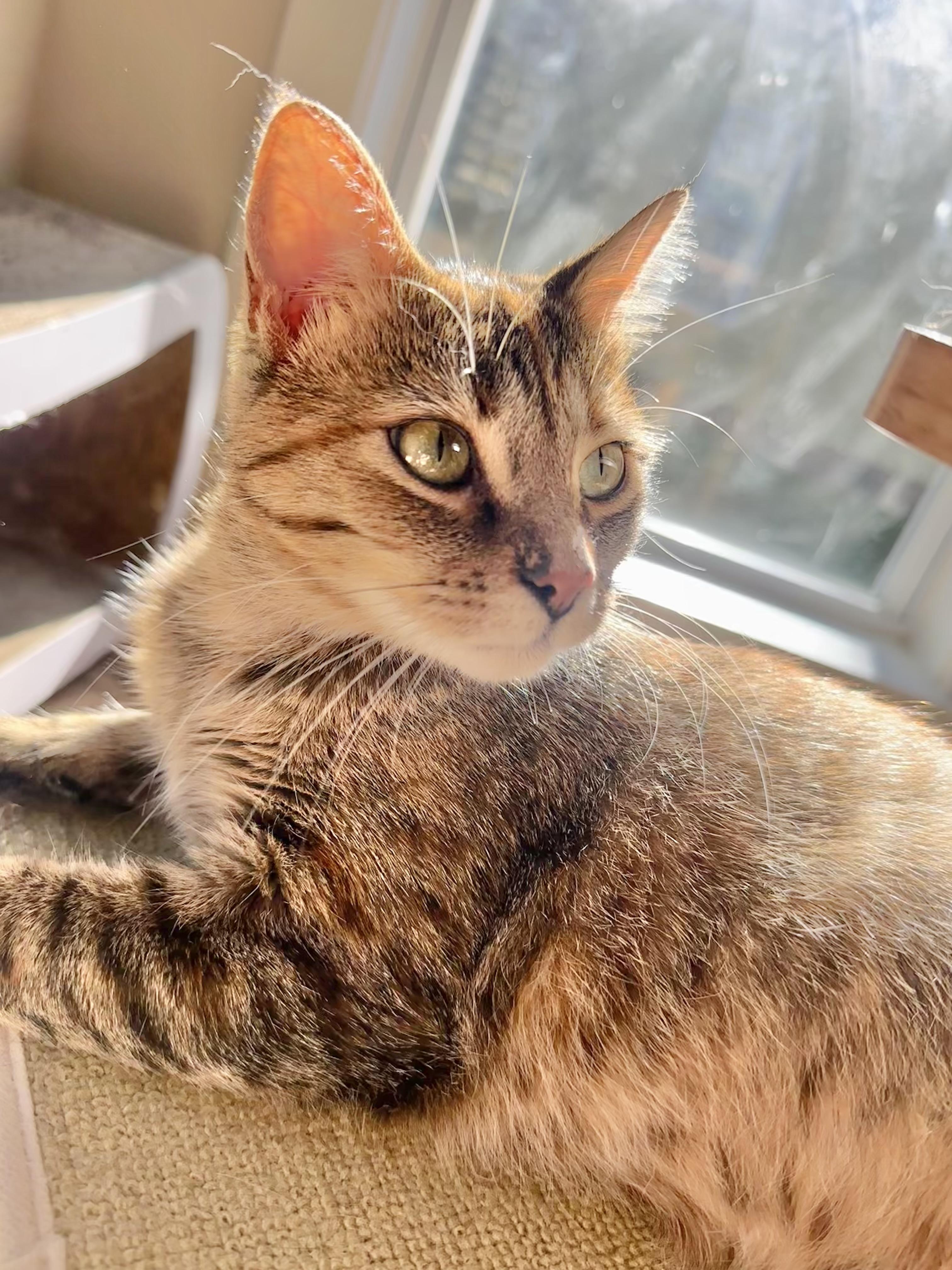 Wren (great as only cat)