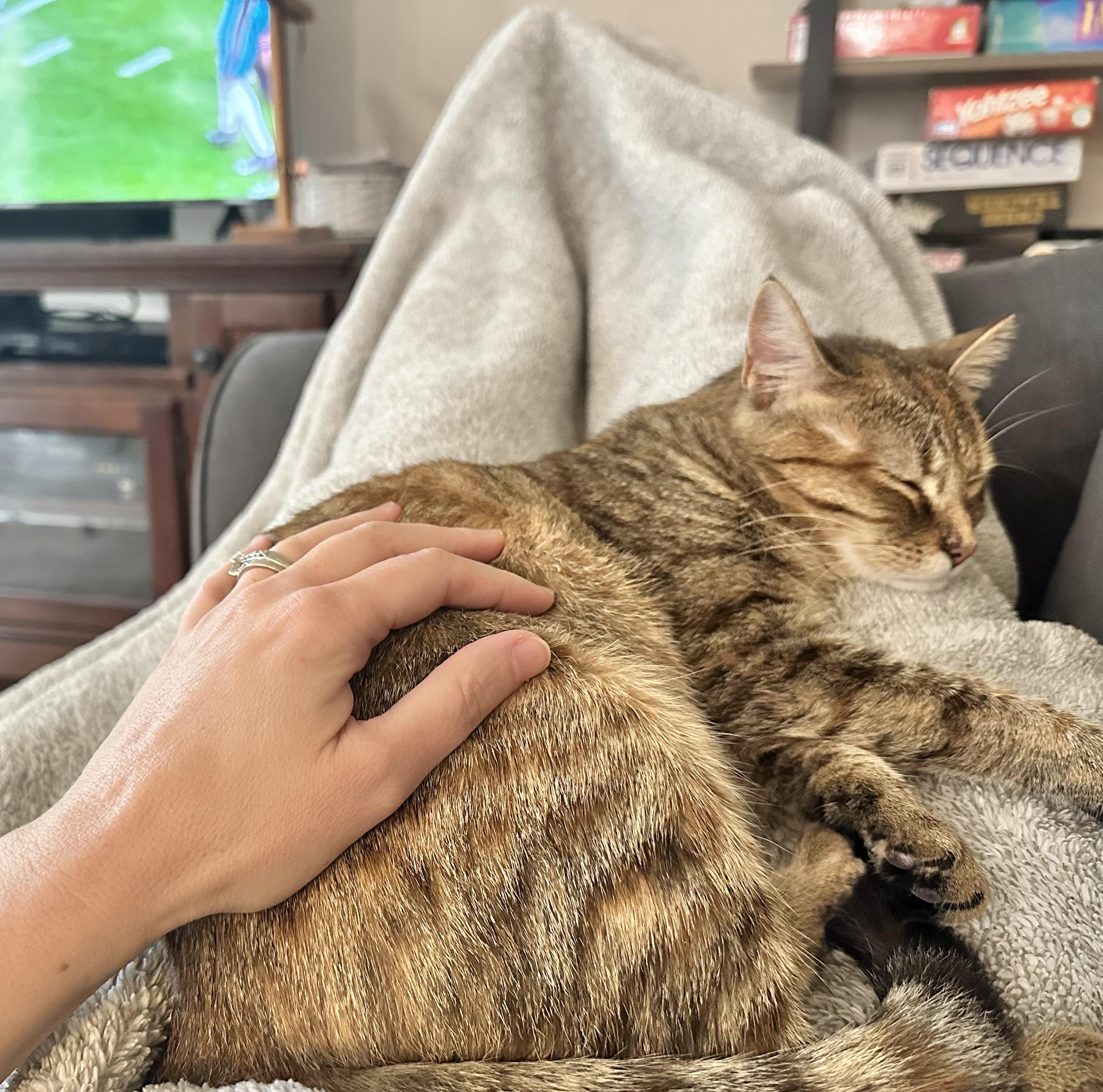 Wren (great as only cat)