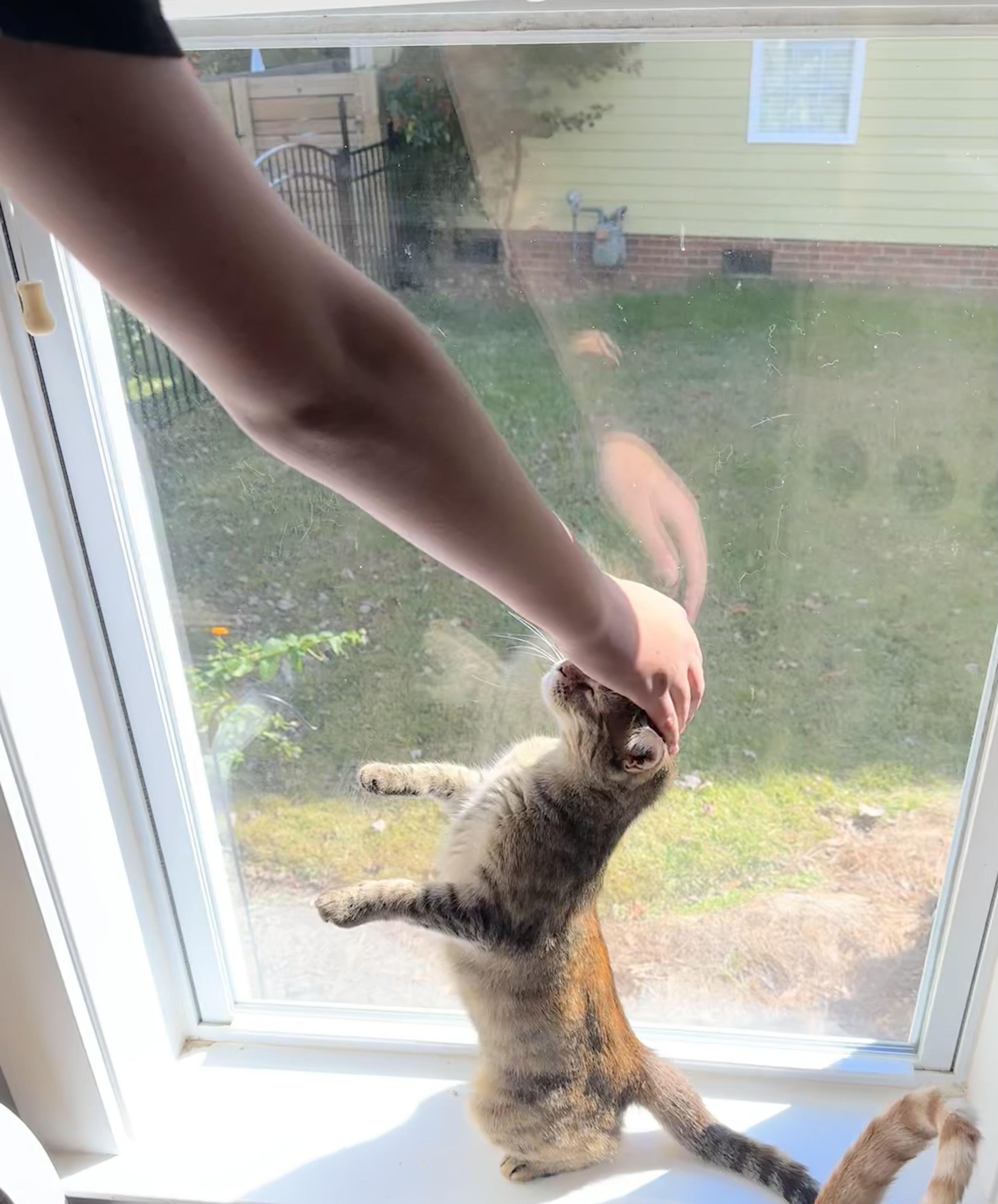 Wren (great as only cat)