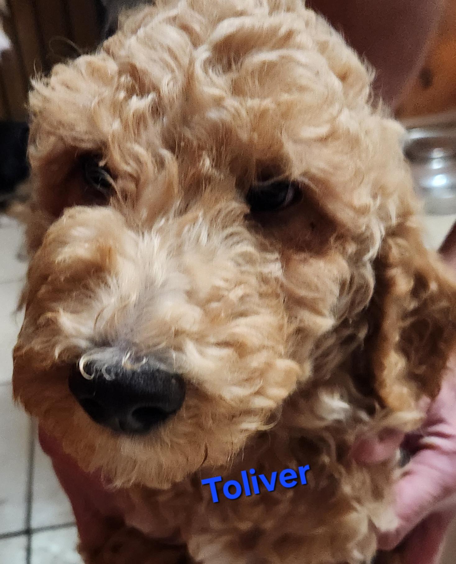 Enlarge Toliver, a Adoptable Standard Poodle in North Augusta, SC image 1/2