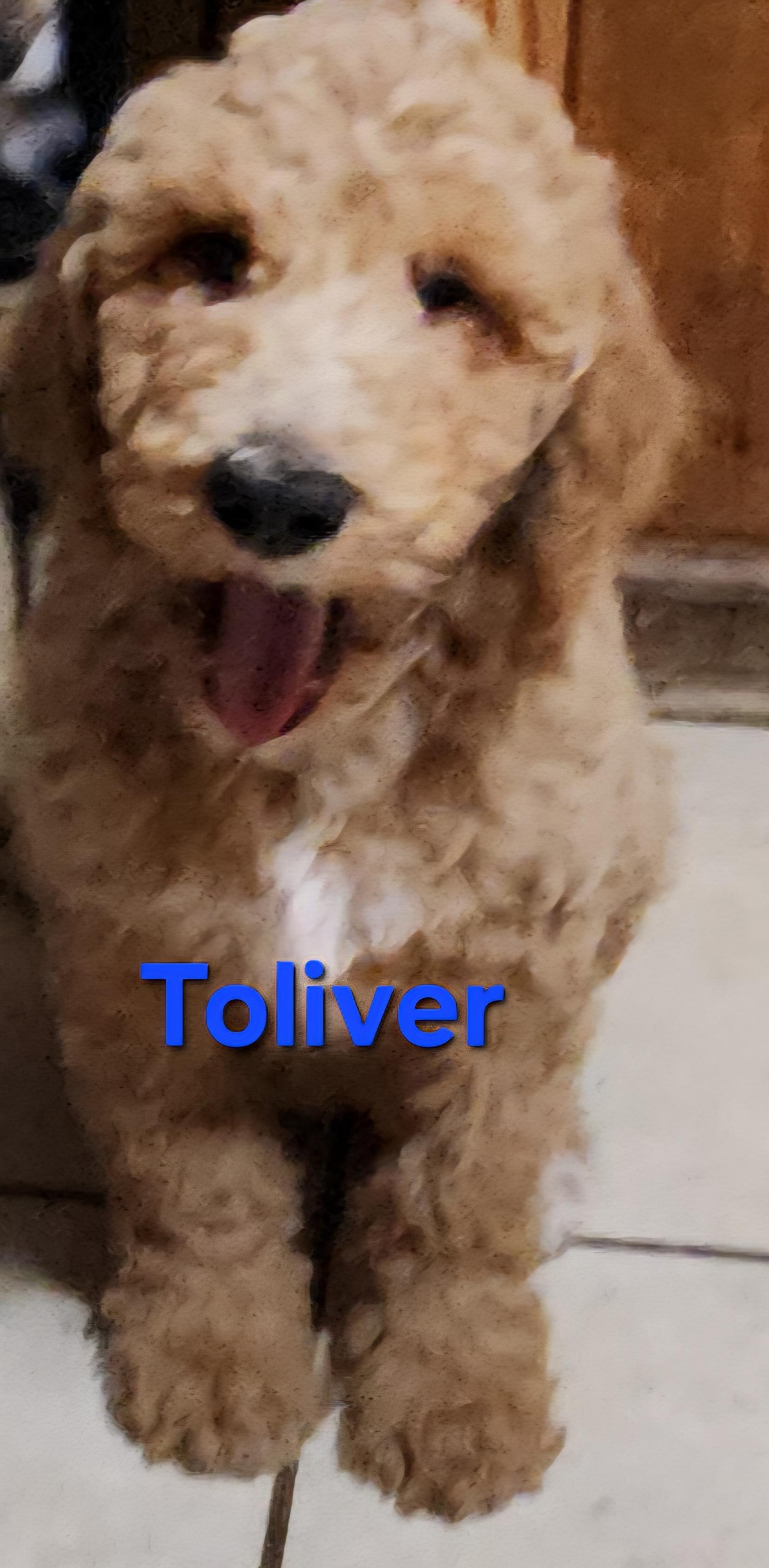 Enlarge Toliver, a Adoptable Standard Poodle in North Augusta, SC image 2/2