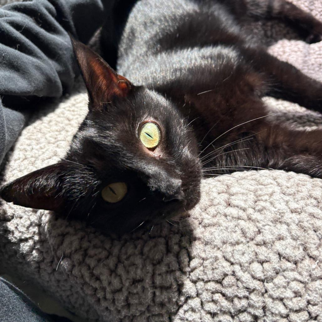 Lilac 2024, Adoptable, Adult Female Domestic Short Hair.