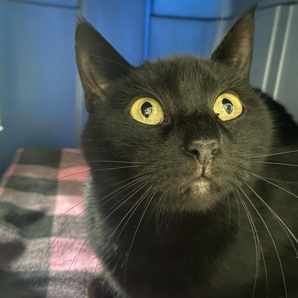 Lilac 2024, a Adoptable Domestic Short Hair in Bensalem, PA image 1/5