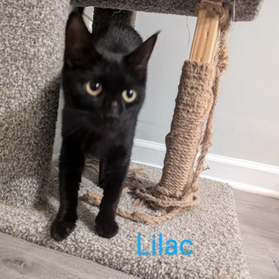Enlarge Lilac 2024, a Adoptable Domestic Short Hair in Bensalem, PA image 3/5
