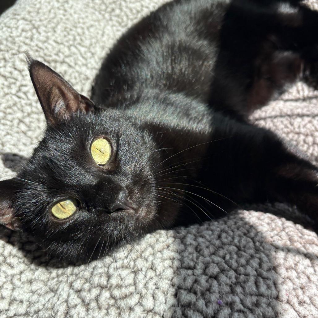 Enlarge Lilac 2024, a Adoptable Domestic Short Hair in Bensalem, PA image 4/5