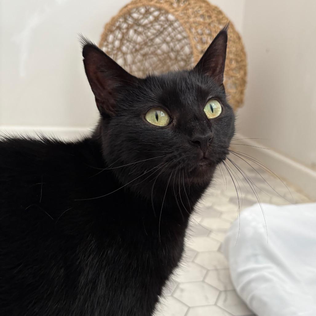 Enlarge Lilac 2024, a Adoptable Domestic Short Hair in Bensalem, PA image 5/5