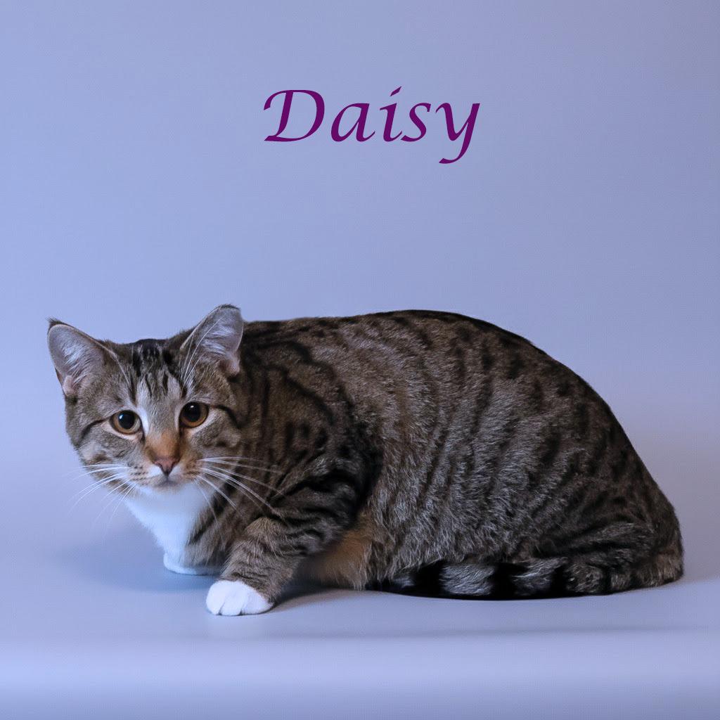 Daisy C26-015, a Adoptable Domestic Short Hair in Lebanon, TN image 1/5