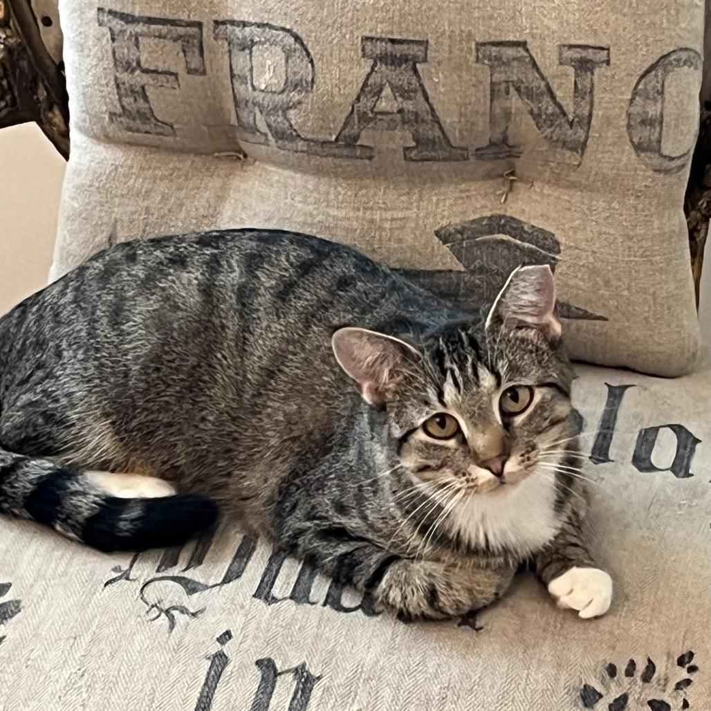 Daisy C26-015, a Adoptable Domestic Short Hair in Lebanon, TN image 3/5