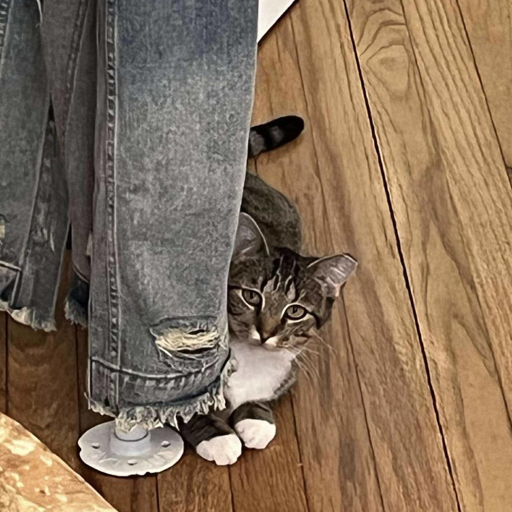 Daisy C26-015, a Adoptable Domestic Short Hair in Lebanon, TN image 4/5