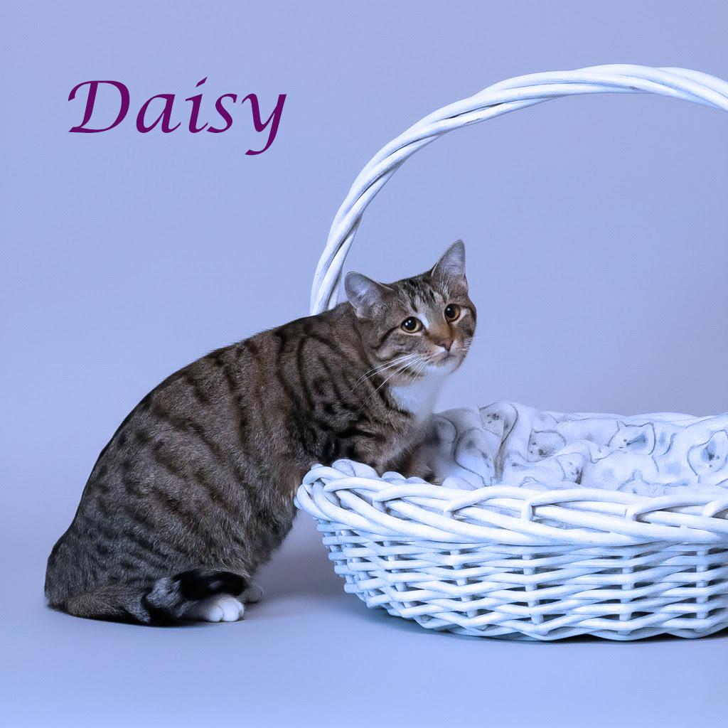 Daisy C26-015, a Adoptable Domestic Short Hair in Lebanon, TN image 5/5