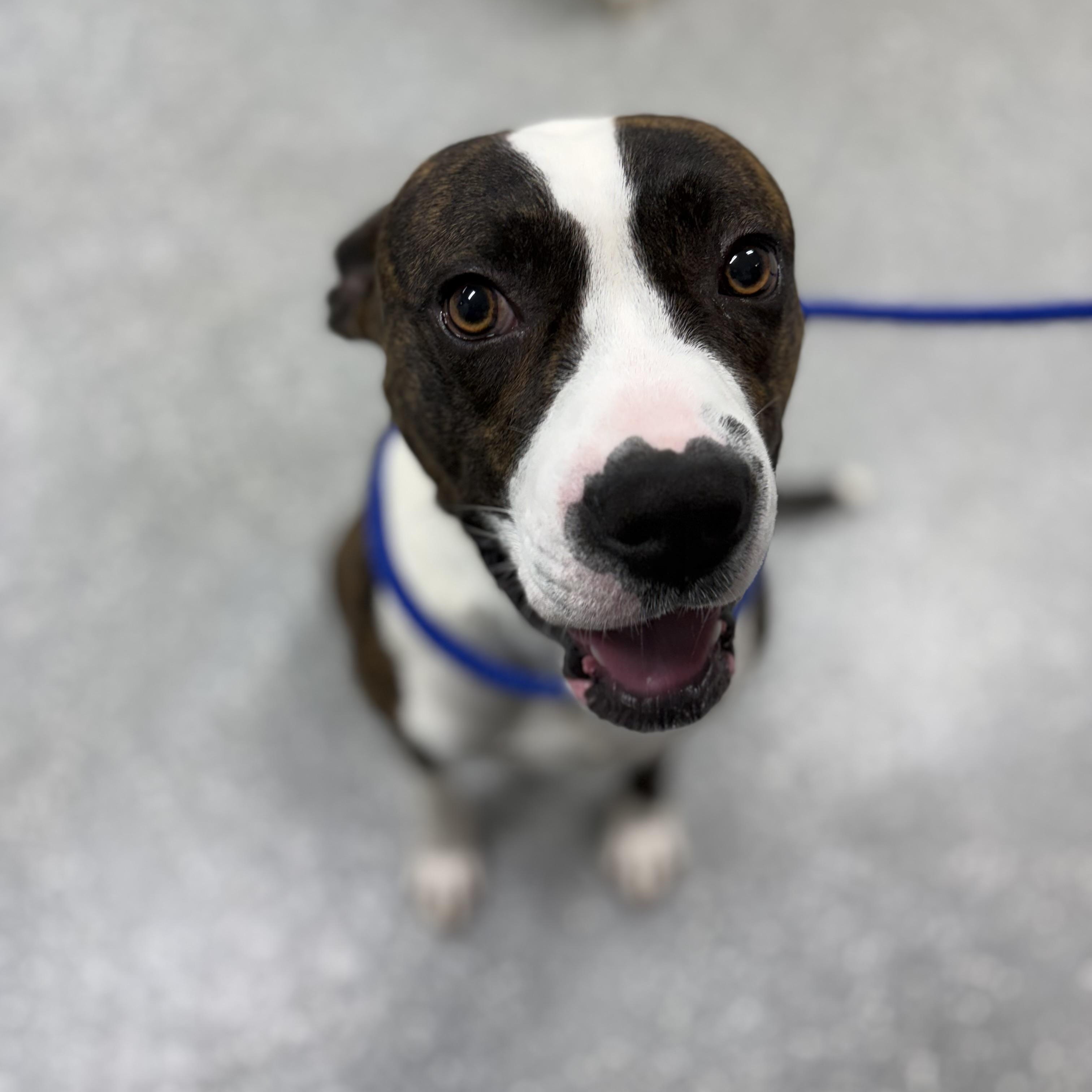 Tango, a ADOPTABLE mixed breed in Bardstown, KY image 4/5