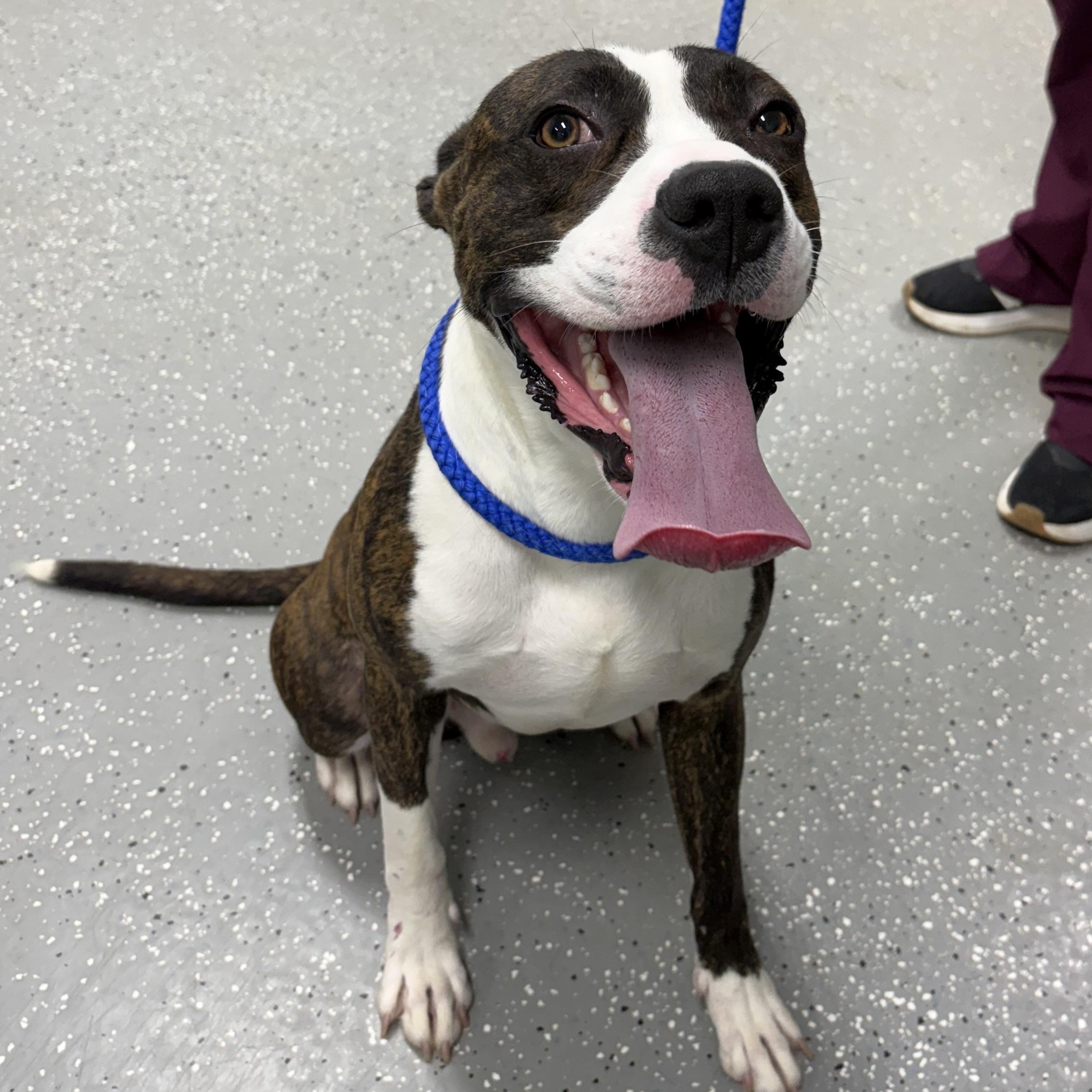 Tango, a ADOPTABLE mixed breed in Bardstown, KY image 2/5