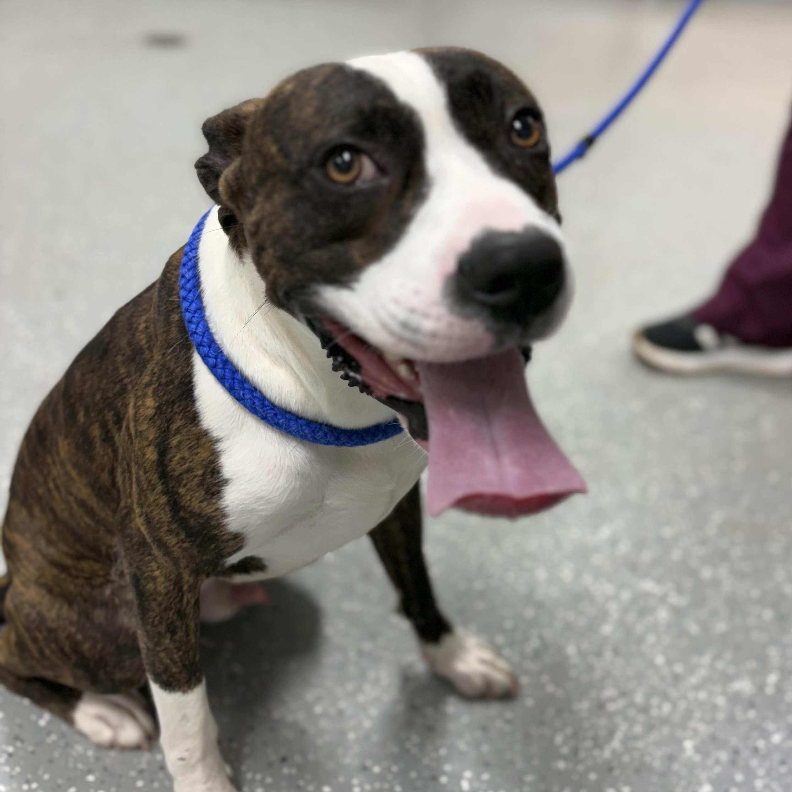 Tango, a ADOPTABLE mixed breed in Bardstown, KY image 5/5