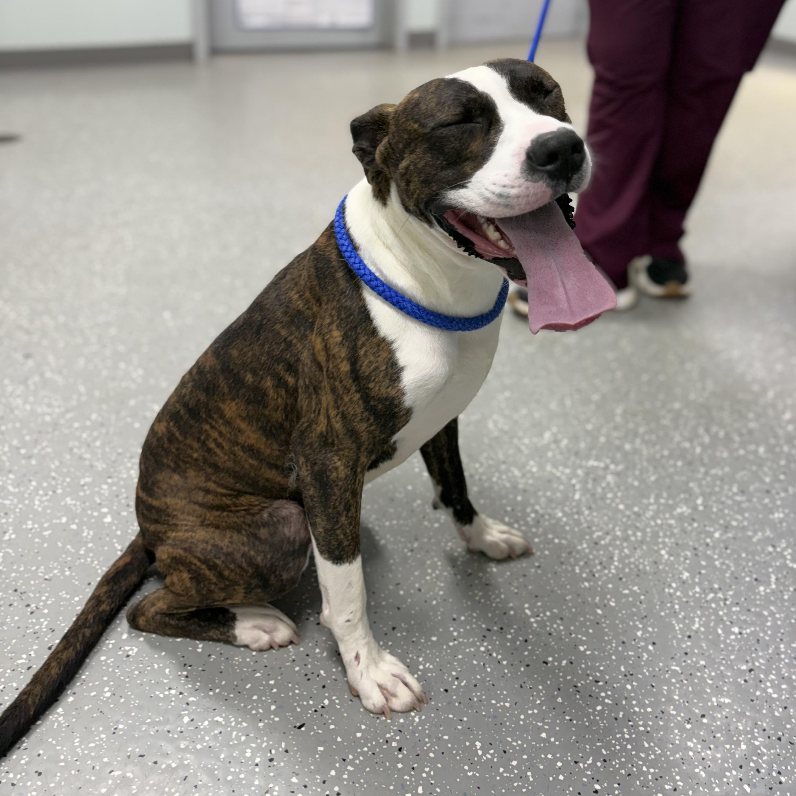 Tango, a ADOPTABLE mixed breed in Bardstown, KY image 3/5