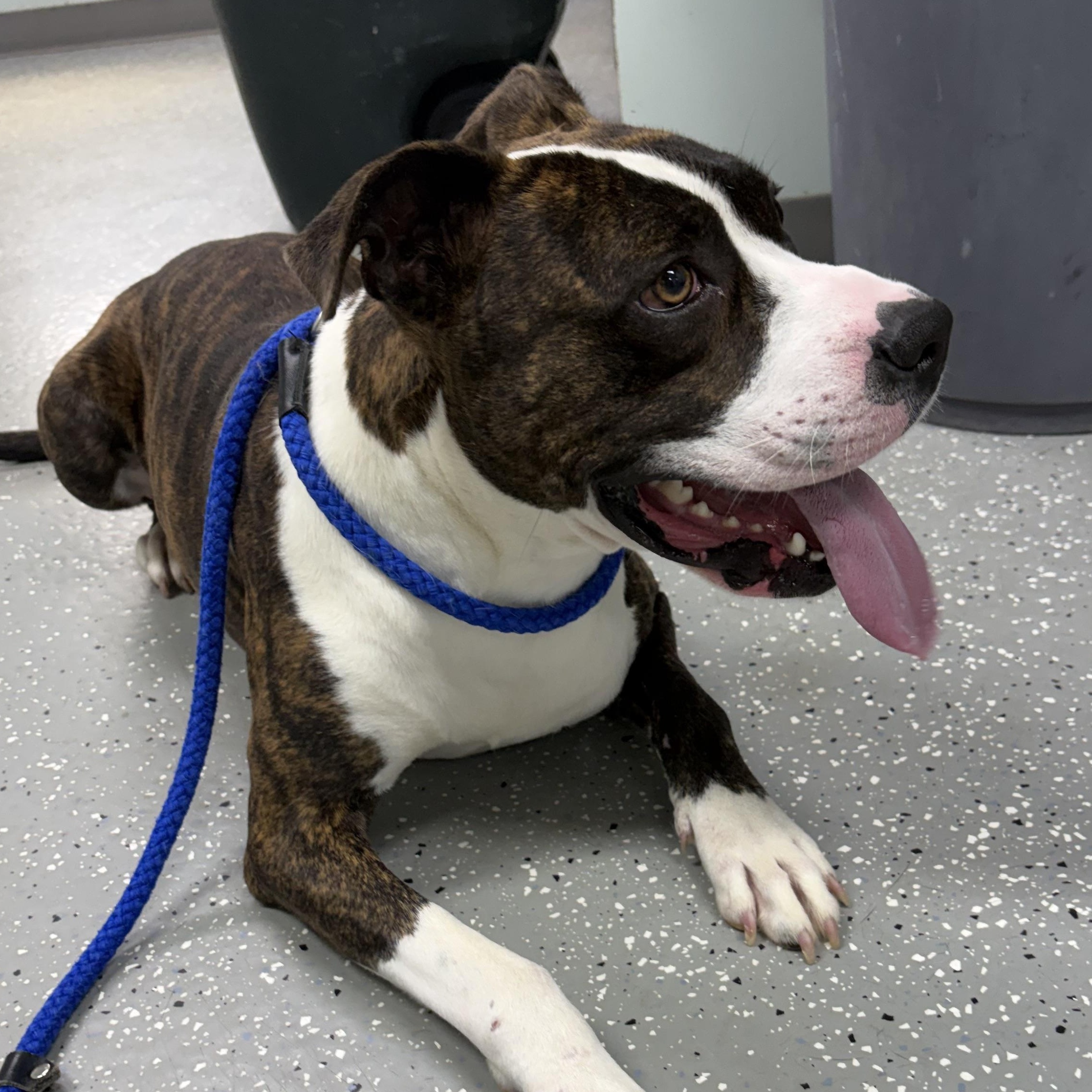 Tango, ADOPTABLE, Young Male Boxer.