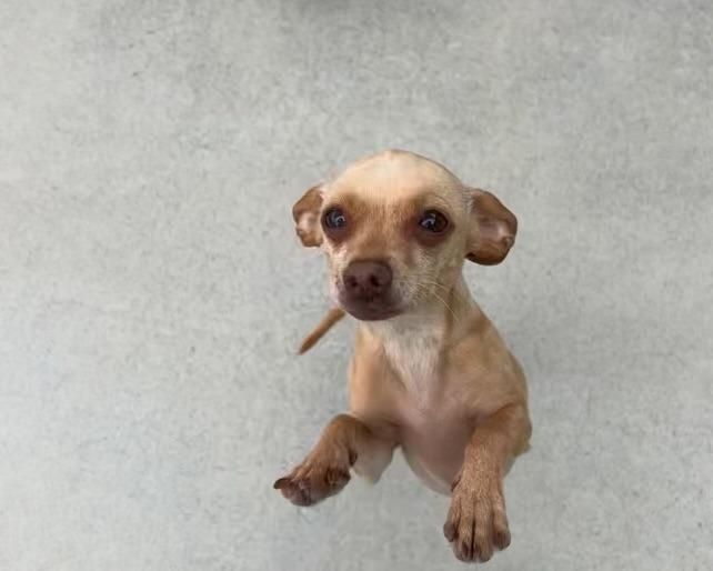 Enlarge Luna, a Adopted Chihuahua in Blountville, TN image 1/6