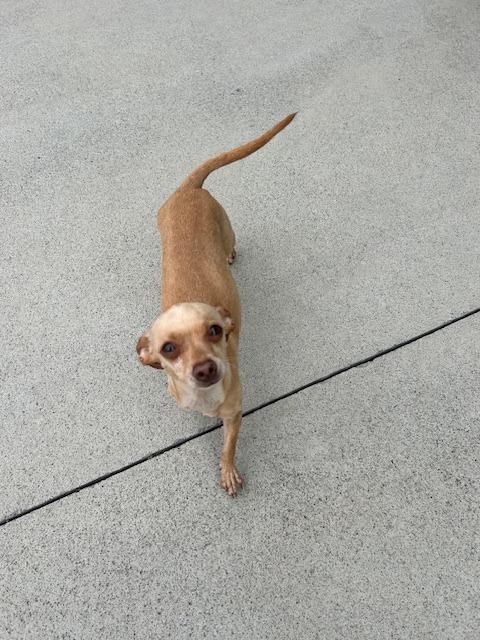 Enlarge Luna, a Adopted Chihuahua in Blountville, TN image 2/6