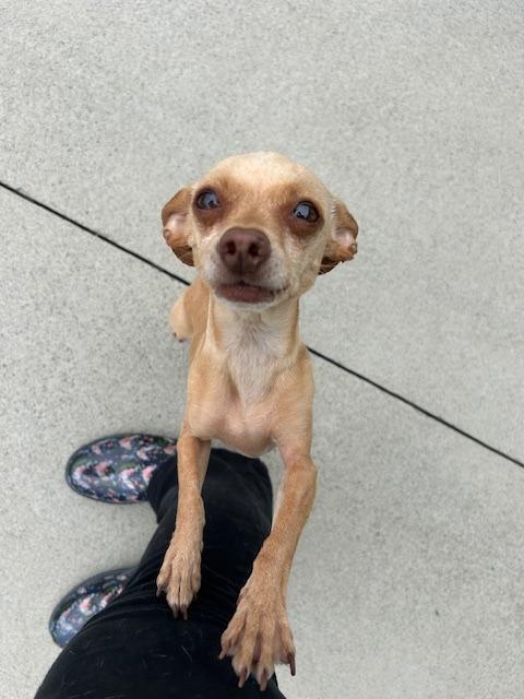 Enlarge Luna, a Adopted Chihuahua in Blountville, TN image 3/6