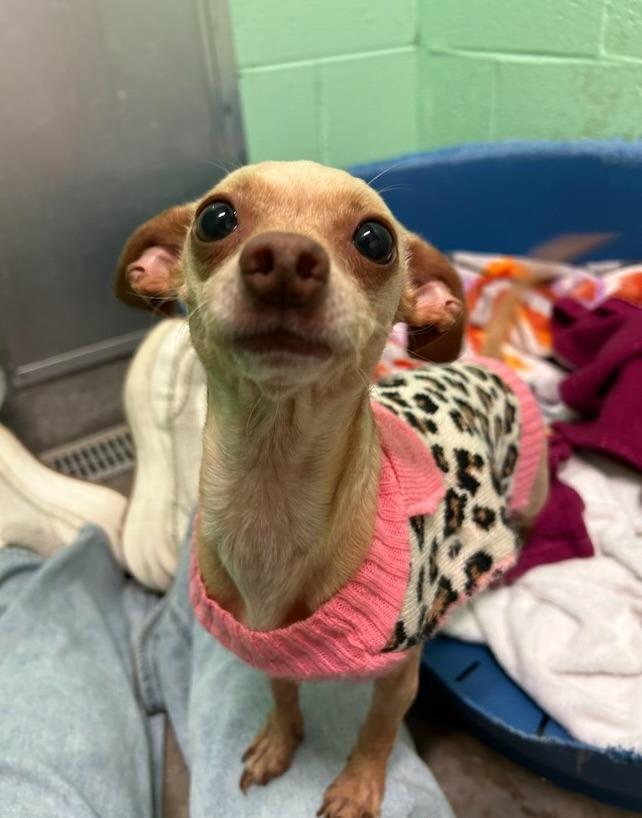 Enlarge Luna, a Adopted Chihuahua in Blountville, TN image 4/6