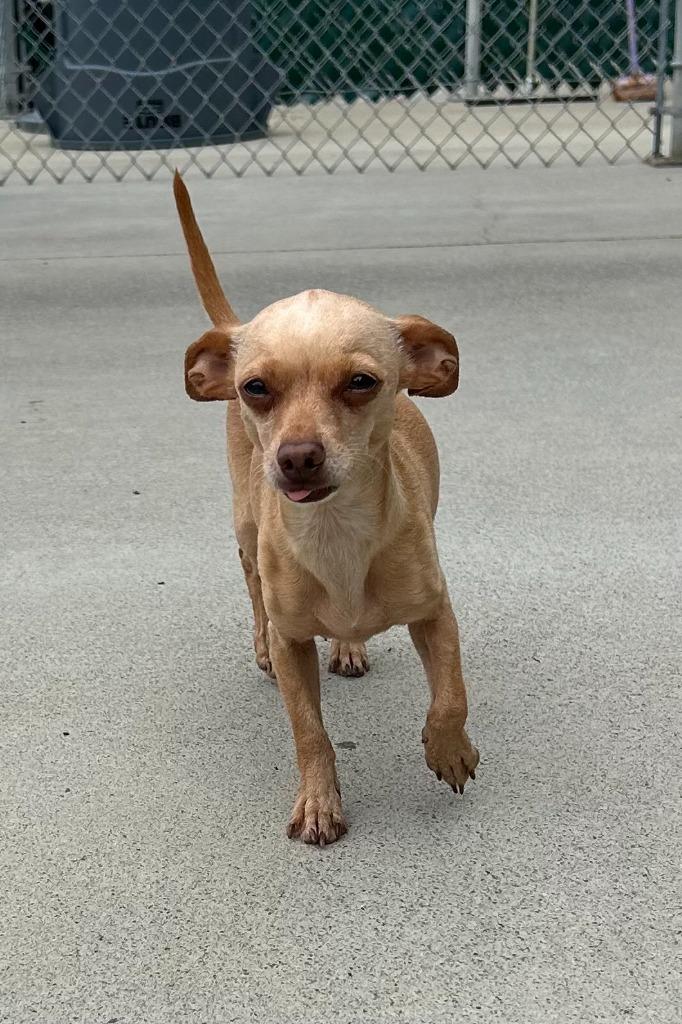 Enlarge Luna, a Adopted Chihuahua in Blountville, TN image 5/6