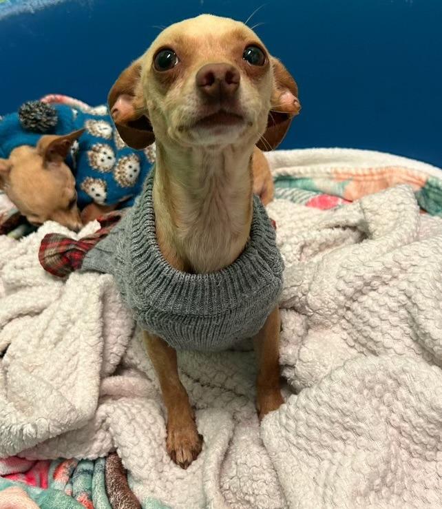 Enlarge Luna, a Adopted Chihuahua in Blountville, TN image 6/6