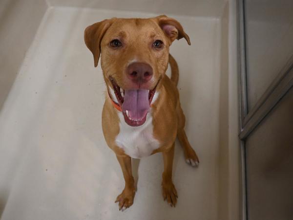 Moose, Adoptable, Young Male Chesapeake Bay Retriever & Pit Bull Terrier.