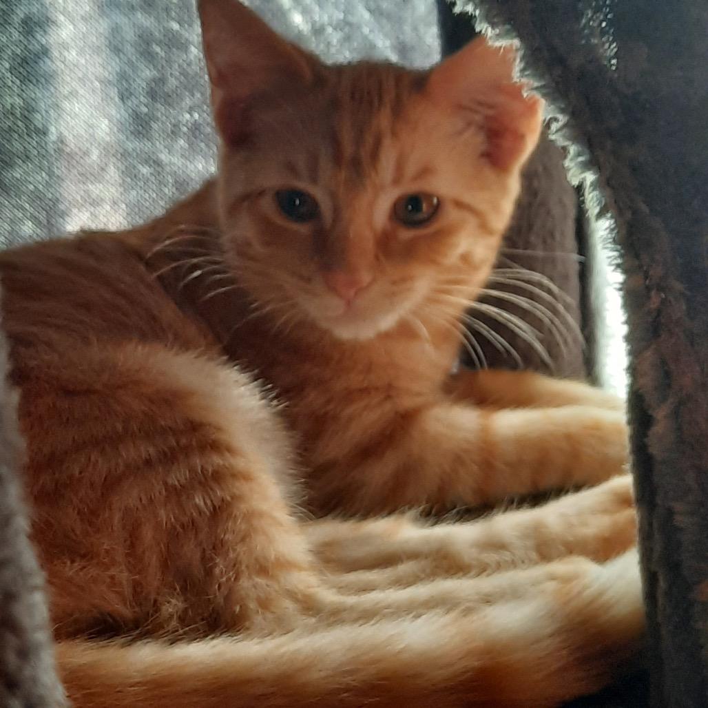 Enlarge Xylon, a Adoptable Domestic Short Hair in Port Richey, FL image 1/4