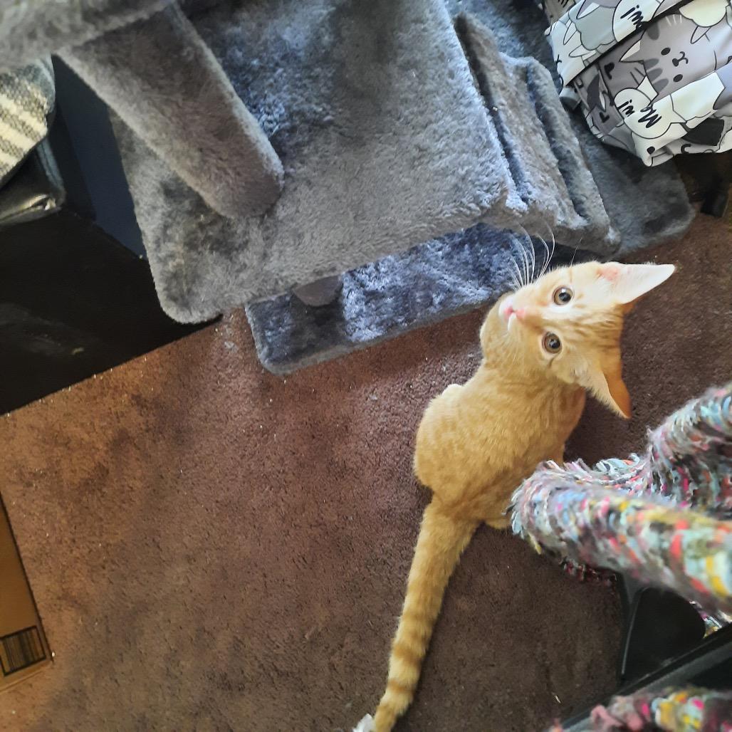 Enlarge Xylon, a Adoptable Domestic Short Hair in Port Richey, FL image 2/4