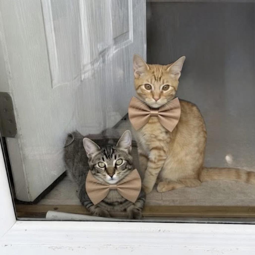 Enlarge Xylon, a Adoptable Domestic Short Hair in Port Richey, FL image 3/4