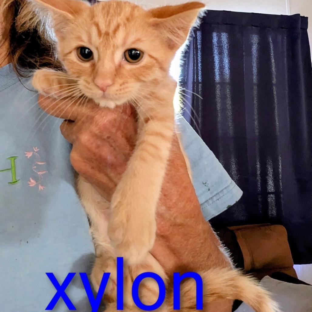 Enlarge Xylon, a Adoptable Domestic Short Hair in Port Richey, FL image 4/4