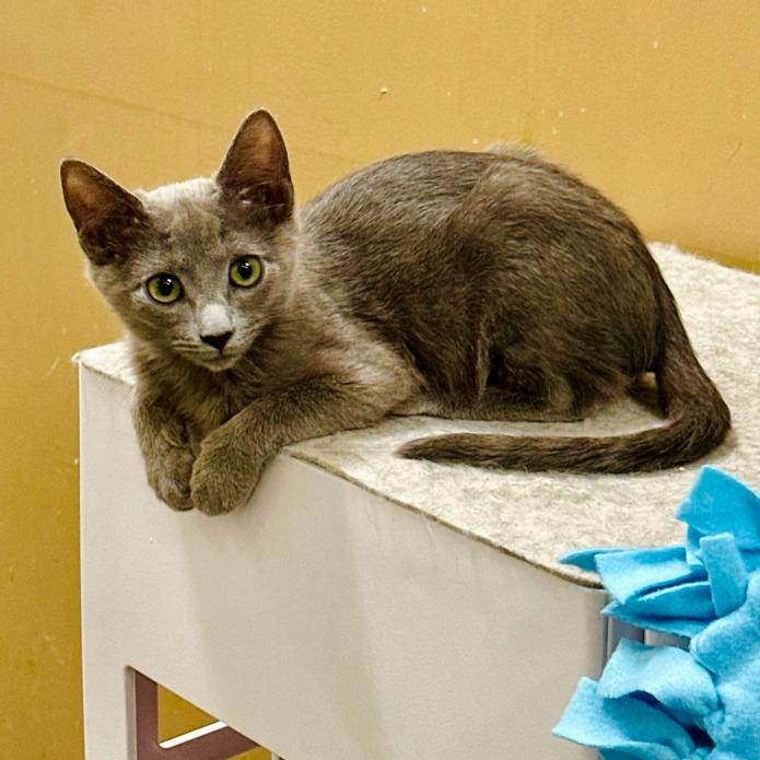 Ranch, Adoptable, Young Male Domestic Short Hair.