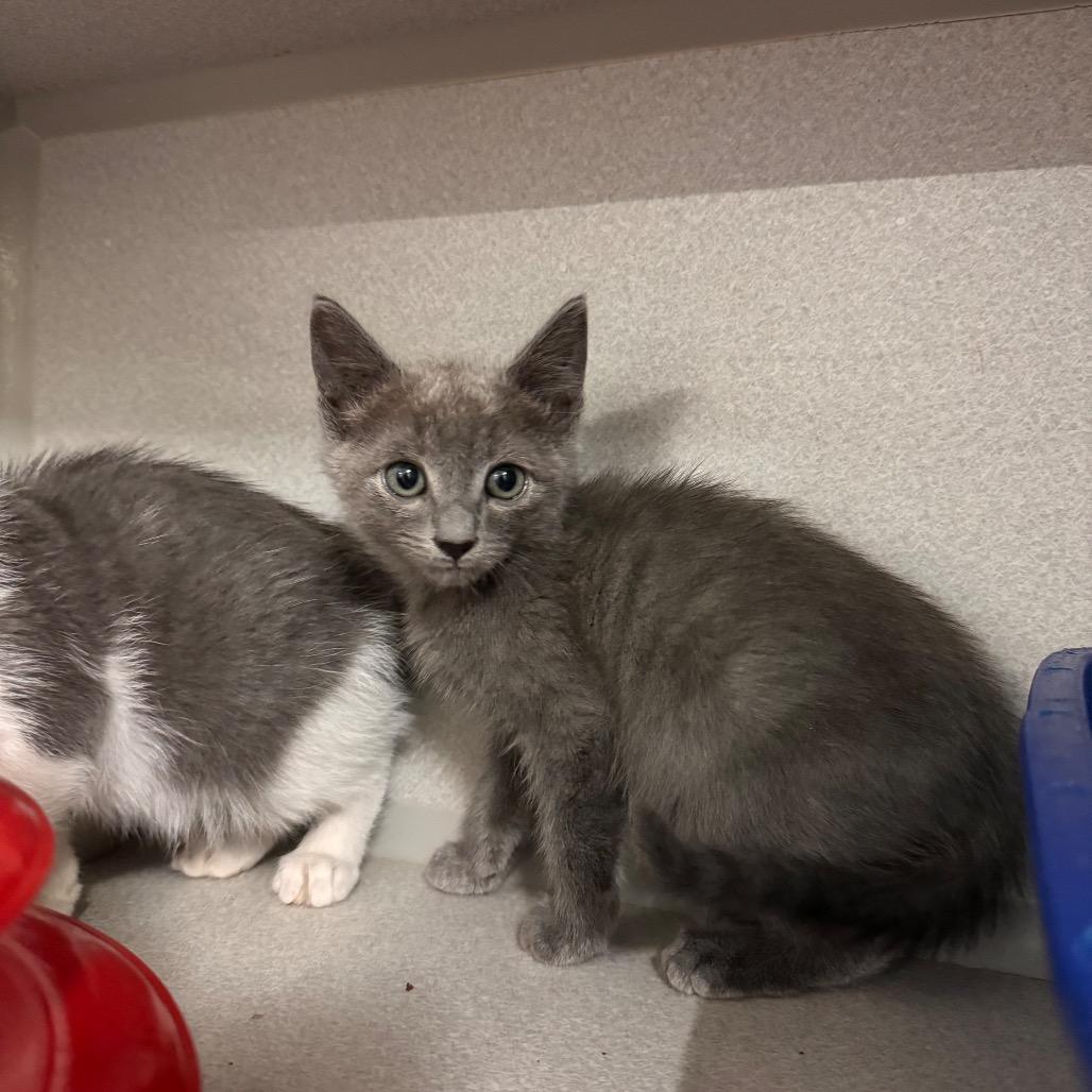 Enlarge Ranch, a Adoptable Domestic Short Hair in Long Beach, CA image 2/6