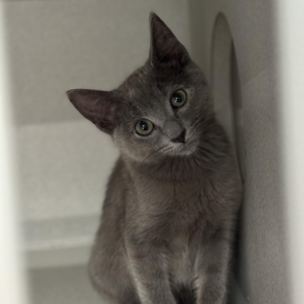 Enlarge Ranch, a Adoptable Domestic Short Hair in Long Beach, CA image 4/6