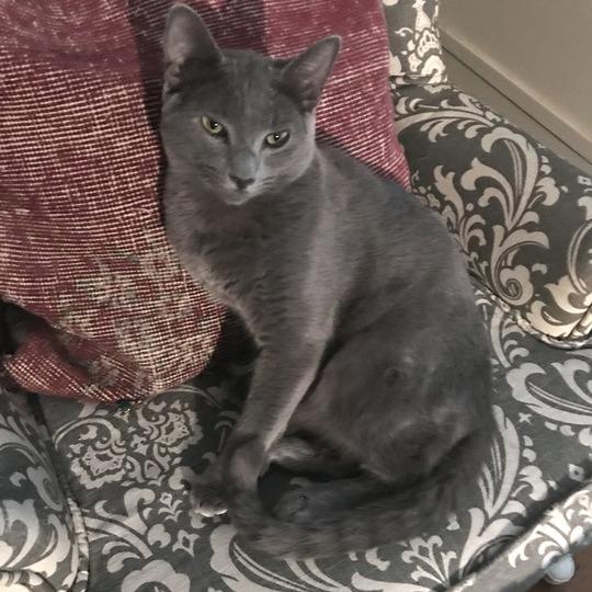 Enlarge Ranch, a Adoptable Domestic Short Hair in Long Beach, CA image 5/6