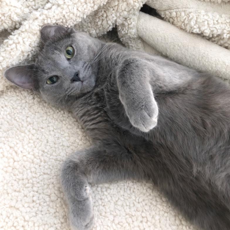 Enlarge Ranch, a Adoptable Domestic Short Hair in Long Beach, CA image 6/6