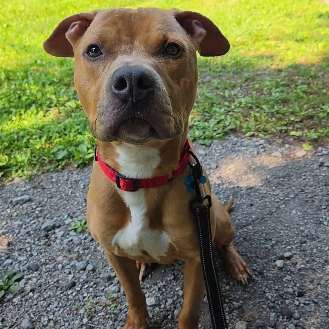 Sparky, Adoptable, Young Male Pit Bull Terrier.