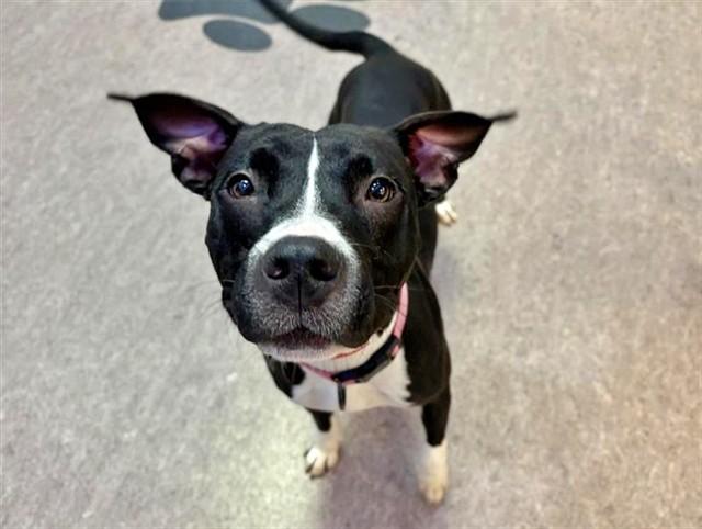 ALICE, Adoptable, Young Female Pit Bull Terrier.