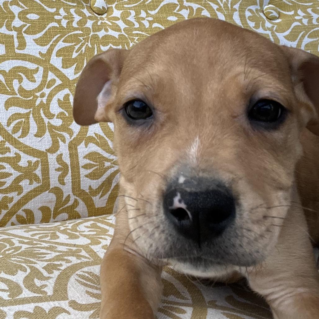 Twix-red, Adoptable, Puppy Male American Staffordshire Terrier & Mixed Breed.