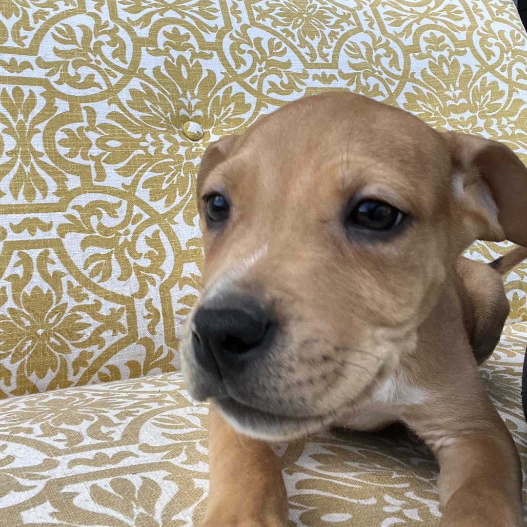 Enlarge Twix-red, a Adoptable mixed breed in Cartersville, GA image 2/3