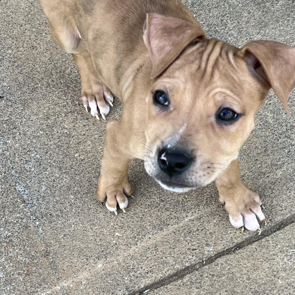 Enlarge Twix-red, a Adoptable mixed breed in Cartersville, GA image 3/3