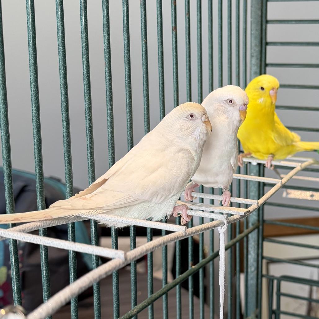 Brussel Sprout *Bonded w/ Mr. Pickles*, Adoptable, Young Female Parakeet (Other).